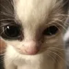 www.tiktok.com.kytten