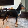 bishop.the.doberman