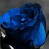 cerulean_chocolat