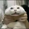 trnngnguynlm