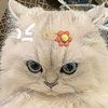 ferniisweettt__