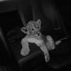 lamar_20004