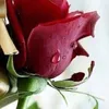 jade.lylae351