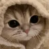 follow_and_like07