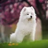 arkanithesamoyed