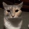 notificatio498