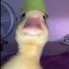tom_bom0