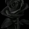 muhammad_mutadi14