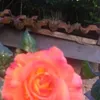mini.minipat