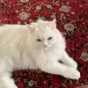 nr._.basma