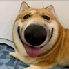 ngu.nhungdeptrai