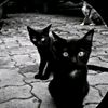 gvancuu_6