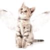catsexualbus3