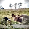 tomandjerry_193