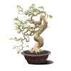 bagus_bonsai