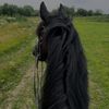 batman_3446