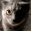 dasha49586