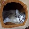lilbabykittykat