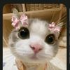 cat0intelligence