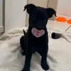 bibi_bombom0