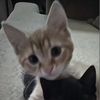 cath_7.7