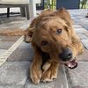 oakleythegoldenretrieve6