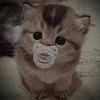 babyvampirekittnprincess