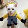anisha.azad248