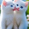 naser.mohammad64
