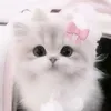 meoconcute274