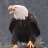 danger3o2king