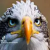 mahamatmansour33icloudgm