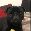 stu_the_pug