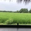thongsin983