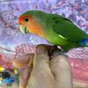 Parrot player