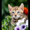 nasrin.khatun569