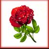 x_noor_houda_x