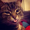 tom_dzai4