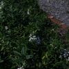 samitar_a26