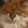 emmakatze