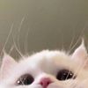 besha0075