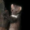 riflessidinatura