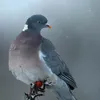 supercoolpigeoncat128
