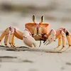 crab_789