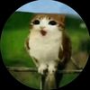 franicat8