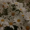 sozila_xanm81