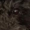 dogosarecute