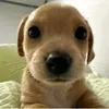 miguel_zende