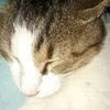nacho_55584