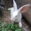 mewbellcute